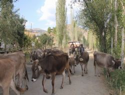 Yayla göçü başladı